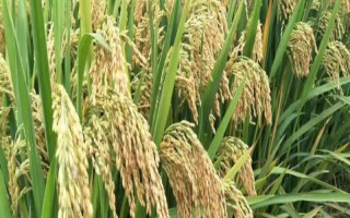 川种优639水稻品种简介,3月下旬至4月上旬播种