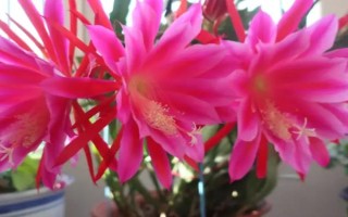 令箭荷花花期如何养护,需给予它优质的通风透气环境