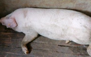 猪喘不吃食是什么原因，要根据不同的原因进行对症治疗