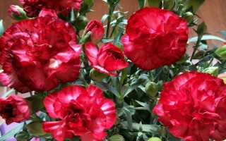 康乃馨的花语，代表永恒、质朴、健康、母亲的爱