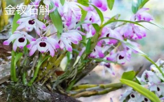 种植石斛的条件,温暖湿润、阳光充足、土质疏松的地方适合种植