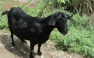 黑山羊有哪些常见品种，主要有大别山黑山羊、乐至黑山羊等7个品种