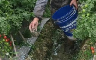 冬季如何保证番茄着色,一定要加强保温措施