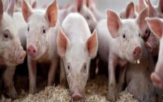 三元母猪的留种方法,需选择背宽体阔、四肢健壮的个体作为留种对象