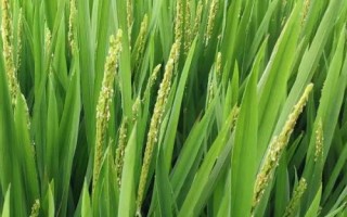 韵两优531水稻种子特征特性,秧田期注意施药防治稻飞虱