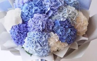 绣球花有什么寓意，代表圣洁典雅、团聚团圆、浪漫爱情