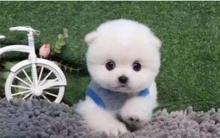 茶杯犬的由来，是基因突变产生的