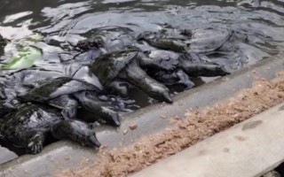 怎么养中华鳖，需要每月更换池水1次