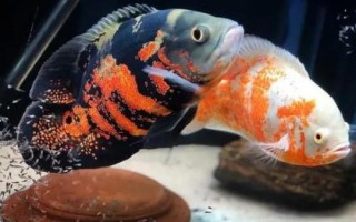 饲养地图鱼的要点,夏季每隔2-4天要换一次水