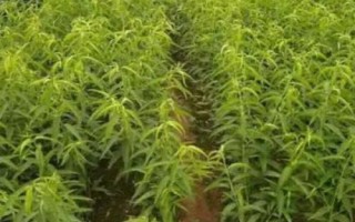 水蜜桃的种植方法，修剪枝叶与树根之后再定植