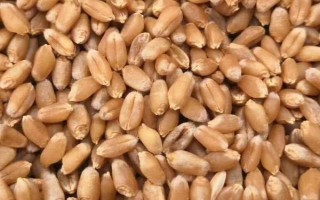 小麦种子的发芽过程，一开始会吸胀