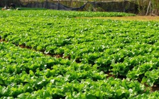 草铵膦除草剂对玉米的影响，合理的使用不会产生影响