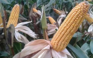 腾龙3668玉米品种简介，中抗大斑病和小斑病