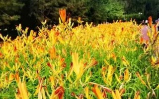 黄花菜有没有毒，新鲜的黄花菜具有毒性