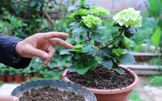 无尽夏花期能施肥吗，无尽夏花期不可施肥