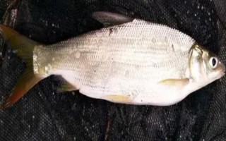 黄尾鱼简介，因尾鳍呈桔黄色而得名