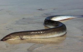 日本鳗的产地，主要分布在越南等国家