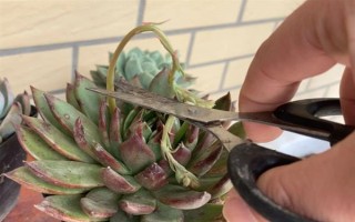 养殖多肉怎么配制土壤，一般用颗粒土和腐殖土搭配