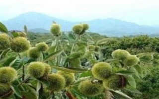 春季怎么修剪板栗，生长期可摘除新梢的梢头