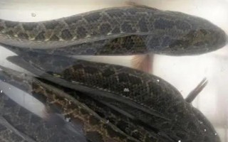 白狐钩适钓鱼种，适合垂钓罗非鱼、鲤鱼、黄颡鱼等鱼类