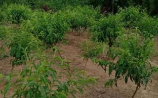 晚熟桃树苗品种推荐，以下几种具有发展潜力