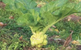 哪些蔬菜在8月份种植,包括黄瓜、西葫芦、芥菜等品种