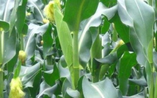 万和12号玉米种子介绍,春播适宜在4月上中旬播种