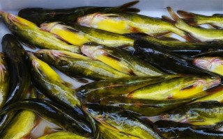 怎么清洗黄骨鱼，用水冲洗后再用开水烫一下