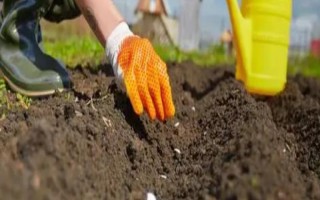 种菜撒籽后要不要立即浇水，播种后要覆盖细土才能浇湿周围的土壤