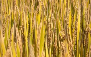 赞两优13水稻种子特点，籼型两系杂交晚稻迟熟红米品种