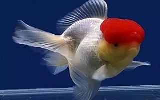 金鱼会不会互相攻击，一般不会互相攻击