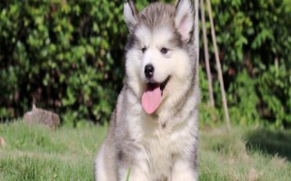 阿拉斯加犬感冒如何处理，可饲喂宠物专用的感冒冲剂