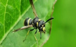 狗屎蜂的特点，因体色酷似狗屎的颜色而得名