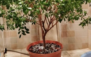 九里香如何养殖，养殖时应用排水性好的沙质土