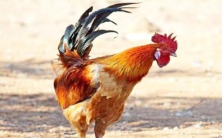 为什么公鸡早上会打鸣，是由于其体内有着极为敏感的生物钟