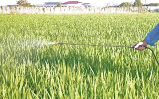 稻田养鱼技术，水位控制在8厘米左右