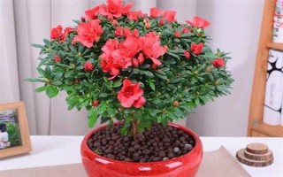 杜鹃花花朵掉了的原因，可能是自然凋谢或温度不适所致