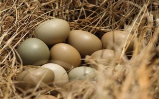 野鸡苗公母如何鉴别，以翻肛鉴别为主