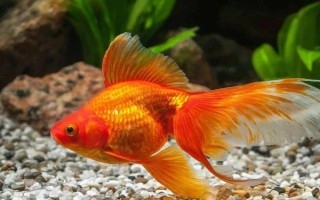 金鱼喜欢阳光还是阴凉，总体上金鱼是比较喜阴的