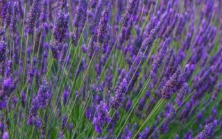 薰衣草和马鞭草的区别，薰衣草的花序呈轮伞状