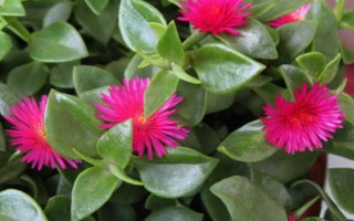 玫瑰吊兰和牡丹吊兰有什么区别，是同一种植物