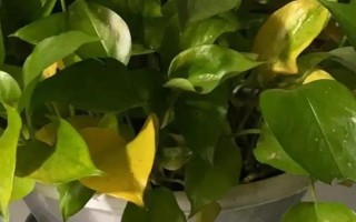 绿萝叶子发黄的原因，可能是光照过强或施肥过多所致