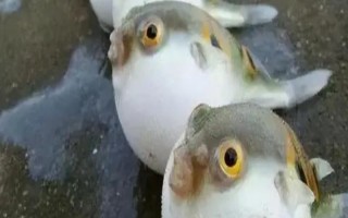 河豚的天敌是什么，常见天敌有石斑鱼、狗母鱼、裸胸鳝等