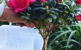 如何养好杜鹃花，生长期需要保持它的光照充足