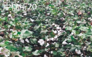 棉花的品种,不同品种适合不同地区种植