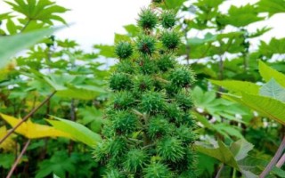 种植一亩蓖麻的纯收入,一般为2000-5000元左右