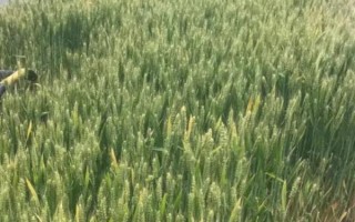中信麦9号小麦种子介绍,10月10-15日播种