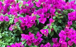 三角梅的扦插繁殖方法，枝条需要适当修剪后再扦插