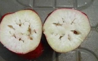 如何预防萝卜空心，要注意平衡供水