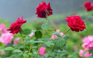 冬季养护玫瑰花的方法,确保当前环境的温度达到10℃以上